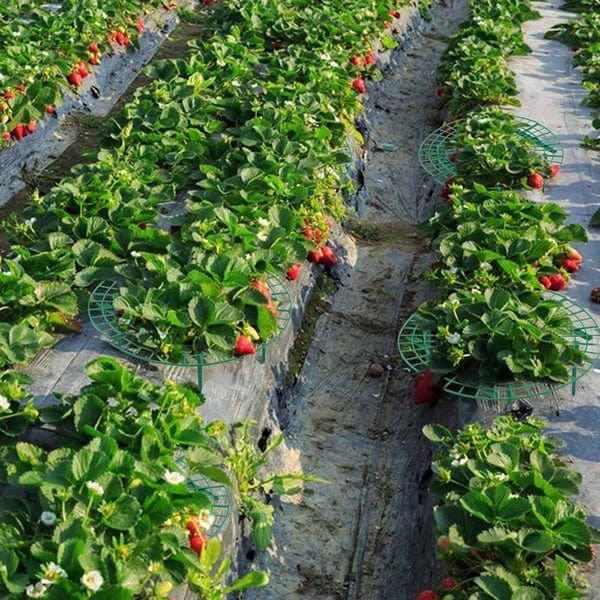 1+2 FREE | GrowBerry - Strawberry growing frame - Image 3