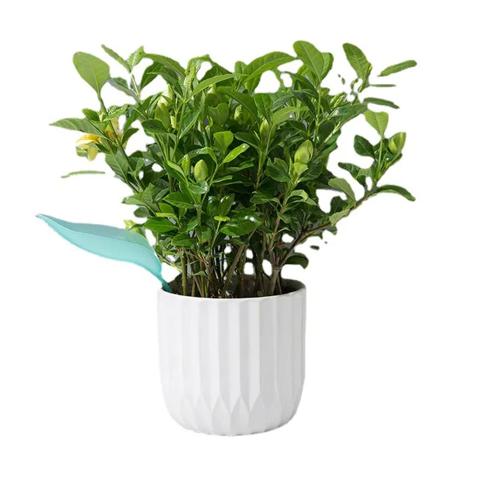 WateringLeave - Clean Water Plants Without Spilling or Mess, Every Time - Image 6